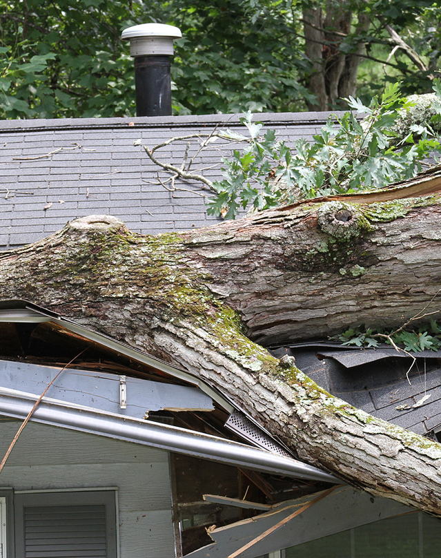 roof damaged with tree